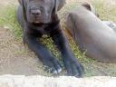 Cane Corso kiskutyák