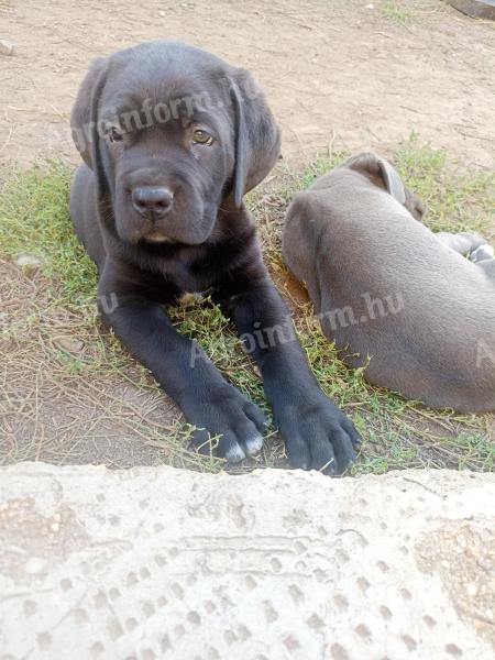 Cane Corso kiskutyák