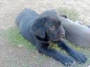 Cane Corso kiskutyák
