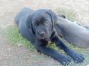 Cane Corso kiskutyák