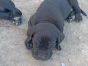 Cane Corso kiskutyák