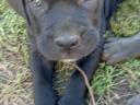 Cane Corso kiskutyák