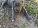 Cane Corso kiskutyák