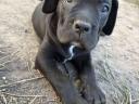 Cane Corso kiskutyák