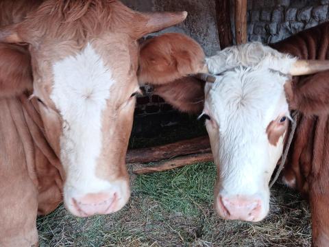 Üszők eladók kiváló genetikai adottságokkal Üszők eladók kiváló genetikai adottságokkal