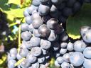 Cabernet Sauvignon