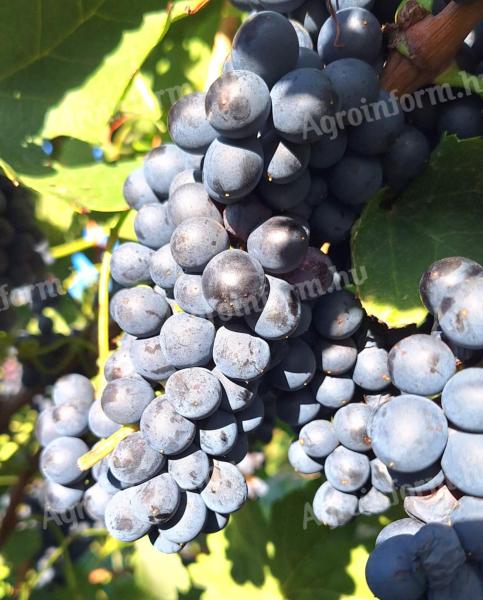 Cabernet Sauvignon