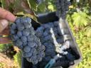 Cabernet Sauvignon