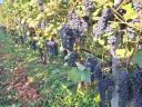 Cabernet Sauvignon
