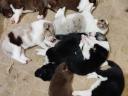 Border collie jellegű kiskutyák gazdát keresnek