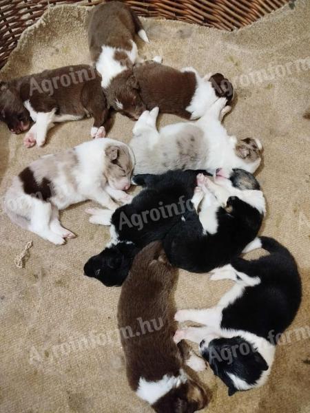 Border collie jellegű kiskutyák gazdát keresnek