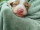 Border collie jellegű kiskutyák gazdát keresnek