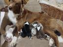 Border collie jellegű kiskutyák gazdát keresnek