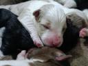 Border collie jellegű kiskutyák gazdát keresnek