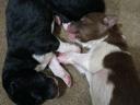 Border collie jellegű kiskutyák gazdát keresnek