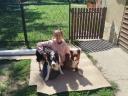 Border collie jellegű kiskutyák gazdát keresnek