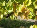Szőlő termés (furmint-hárslevelű) bogyózva eladó