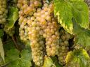 Tolcsvai furmint-hárslevelű must eladó – friss szüretelésű