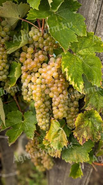 Tolcsvai furmint-hárslevelű must eladó – friss szüretelésű