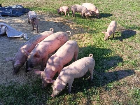20-28 kilós kissüldők húsjellegű 20-28 kilós kissüldők húsjellegű