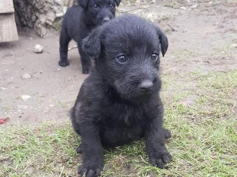 Ingyen elvihető pumi kölyökkutyák