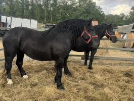 Eladó hidegvérű kanca lovak – 4 db, 4-6 évesek