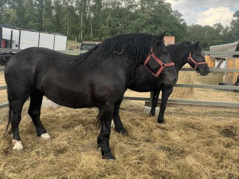 Eladó hidegvérű kanca lovak – 4 db, 4-6 évesek