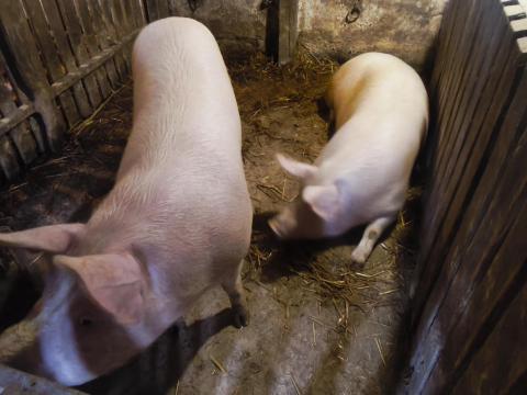 Hízó eladó Somogyfajszon Hízó eladó Somogyfajszon