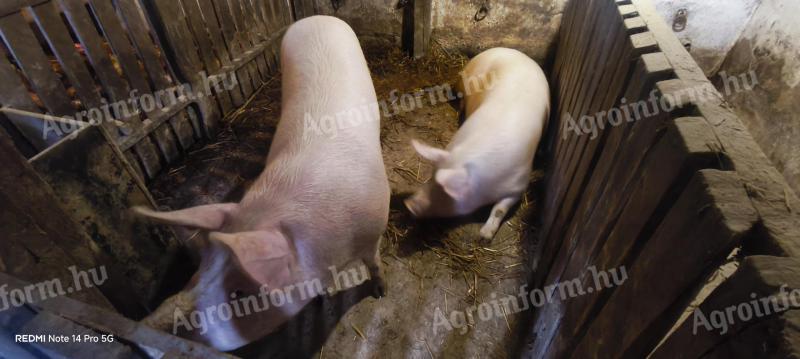 Hízó eladó Somogyfajszon