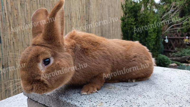 Új-zélandi vörös bak nyúl eladó