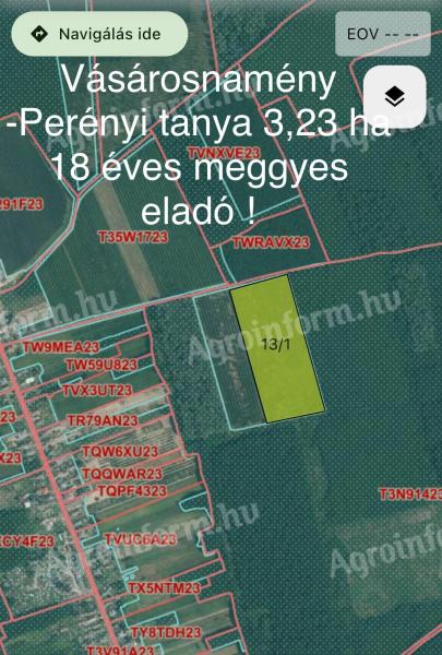 Eladó gyümölcsös 3,22 ha-on, 18 éves meggyfákkal