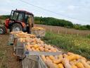 Sütőtök Orange eladó