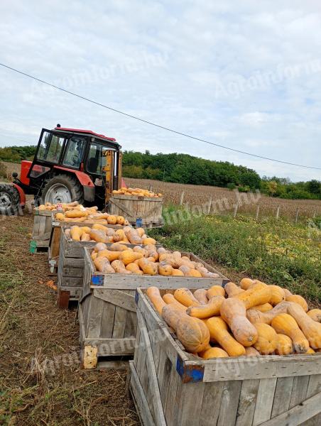 Sütőtök Orange eladó