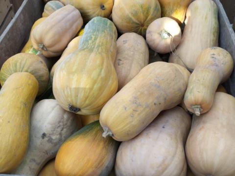 6 mázsa takarmány Beja sütőtök eladó 30 Ft/kg áron 6 mázsa takarmány Beja sütőtök eladó 30 Ft/kg áron
