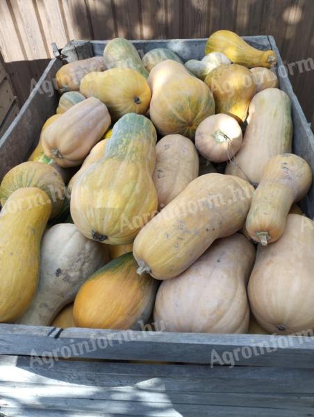 Takarmány Beja sütőtök eladó 30 Ft/kg áron