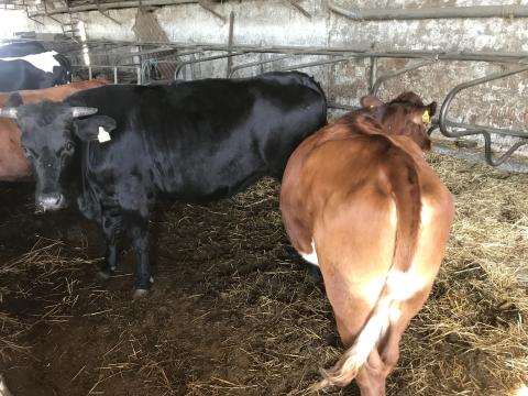 Eladó vemhes üsző