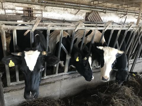 Eladó tejhasznú tehenek