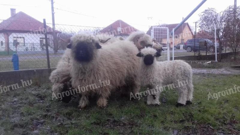 Wallisi kos és herélt kos eladó
