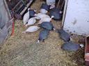 15 darab,  5 hónapos fiatal gyöngyös eladó