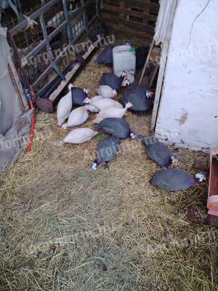 15 darab,  5 hónapos fiatal gyöngyös eladó