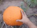 Eladó Halloween tök nagy mennyiségben termelőtől