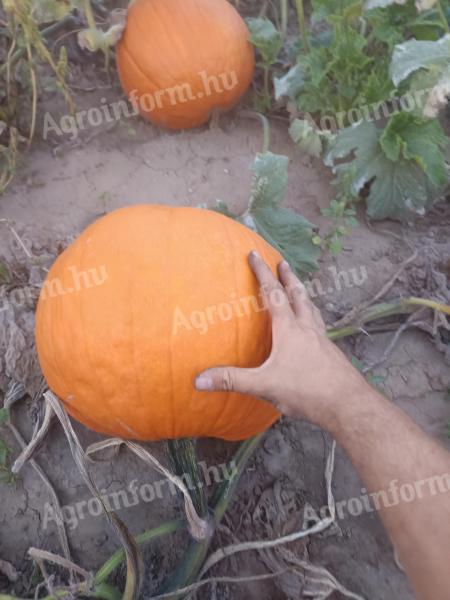 Eladó Halloween tök nagy mennyiségben termelőtől