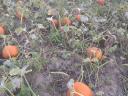 Eladó Halloween tök nagy mennyiségben termelőtől