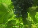Cabernet Sauvignon szőlő eladó