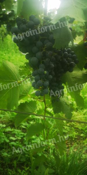 Cabernet Sauvignon szőlő eladó