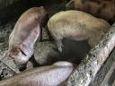 Süldők eladók – Pietrain és Duroc keverék sertések