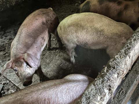 Süldők eladók – Pietrain és Duroc keverék sertések Süldők eladók – Pietrain és Duroc keverék sertések
