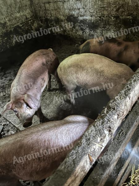 Süldők eladók – Pietrain és Duroc keverék sertések