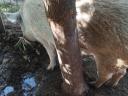 Mangalica–svédhús keverék koca eladó