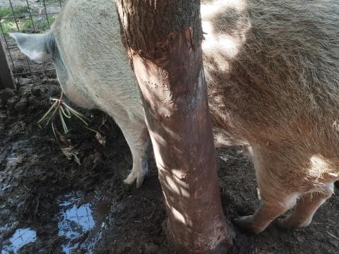 Mangalica–svédhús keverék koca eladó Mangalica–svédhús keverék koca eladó